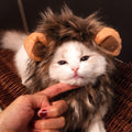 Too Cute Kitty Costume -  - Sharon Tatem LLC.
